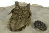 Amazing Tower Eyed Erbenochile Trilobite - Morocco #344571-5